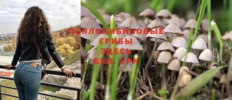 Псилоцибиновые грибы Psilocybe  Бугульма 